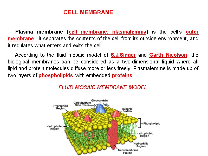 Plasma membrane (cell membrane, plasmalemma) is the cell’s outer membrane.  It separates the
